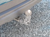 Škoda Karoq ČR 2.0TDI 85KW DSG